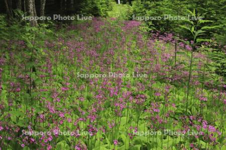 オンネトーのクリンソウ