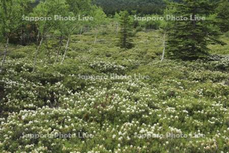 硫黄山のイソツツジ