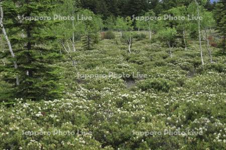 硫黄山のイソツツジ