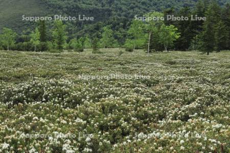 硫黄山のイソツツジ