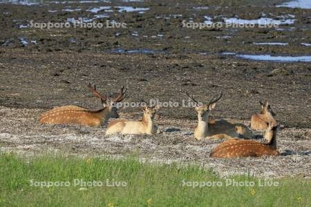 野付半島のエゾシカ
