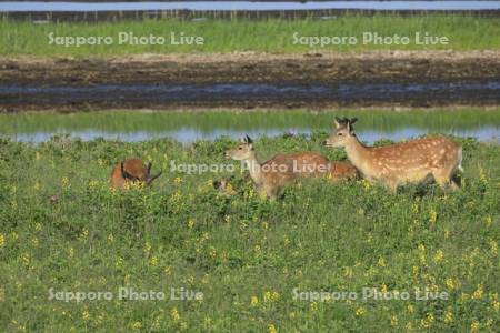 野付半島のエゾシカとセンダイハギ