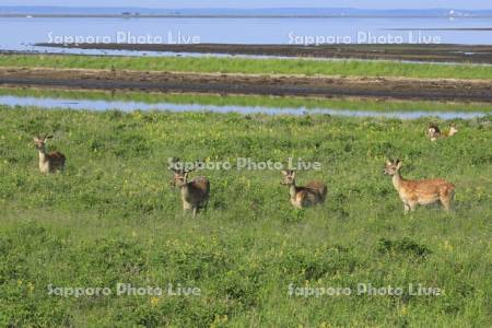 野付半島のエゾシカとセンダイハギ