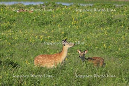 野付半島のエゾシカとセンダイハギ