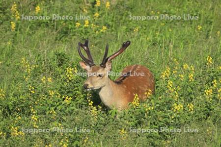 野付半島のエゾシカとセンダイハギ