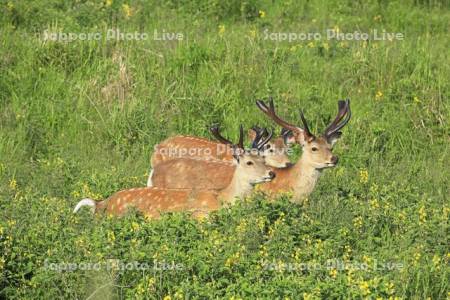 野付半島のエゾシカとセンダイハギ