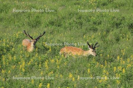 野付半島のエゾシカとセンダイハギ