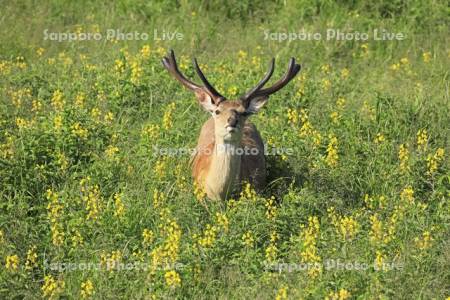 野付半島のエゾシカとセンダイハギ