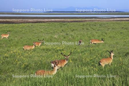 野付半島のエゾシカとセンダイハギ