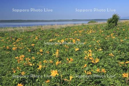 野付半島の原生花園