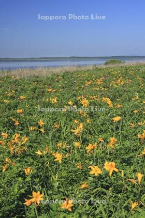 野付半島の原生花園