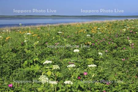 野付半島の原生花園