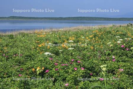 野付半島の原生花園
