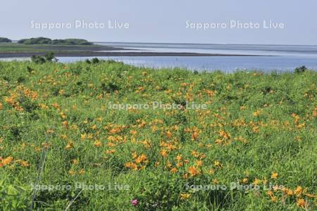 野付半島の原生花園