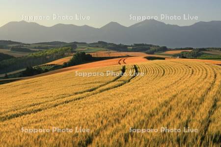 朝焼けの小麦畑と十勝岳連峰