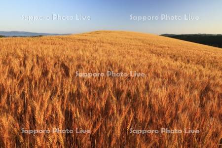 朝焼けの小麦畑