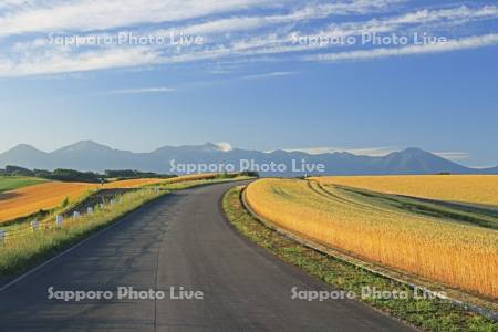 小麦畑の丘の一本道と十勝岳連峰