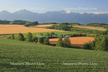 小麦畑とジャガイモ畑の丘と十勝岳連峰