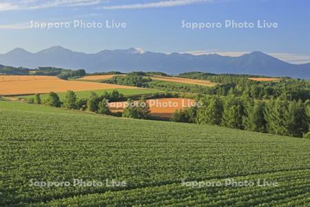 小麦畑とジャガイモ畑の丘と十勝岳連峰