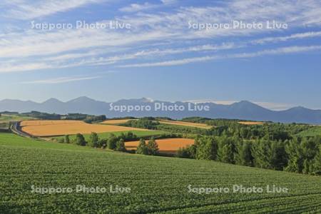 小麦畑とジャガイモ畑の丘と十勝岳連峰