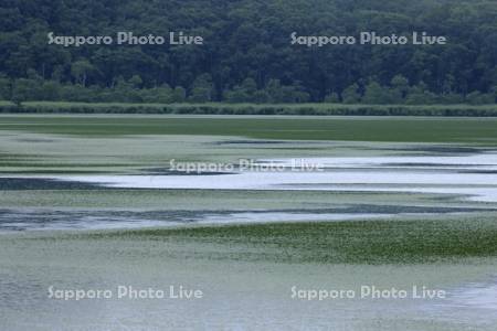 釧路湿原の水草に覆われたシラルトロ沼