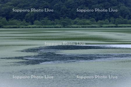 釧路湿原の水草に覆われたシラルトロ沼