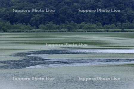 釧路湿原の水草に覆われたシラルトロ沼