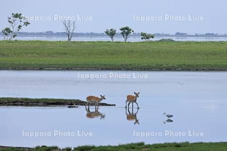 野付半島の水辺のエゾシカ