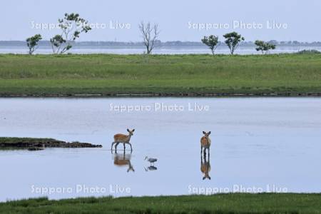 野付半島の水辺のエゾシカ