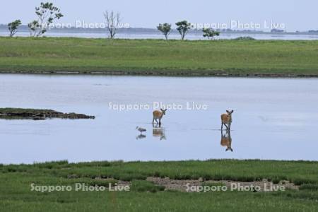 野付半島の水辺のエゾシカ