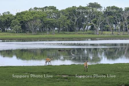 野付半島の水辺のエゾシカ