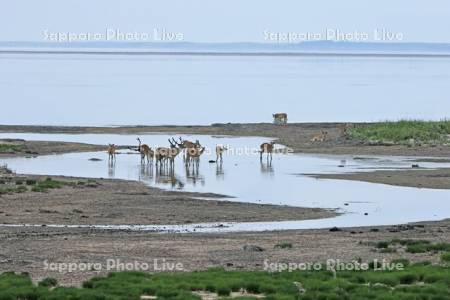 野付半島の水辺のエゾシカ