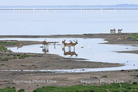 野付半島の水辺のエゾシカ