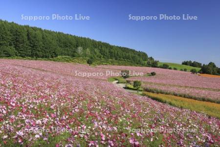 太陽の丘えんがる公園虹の広場コスモス園