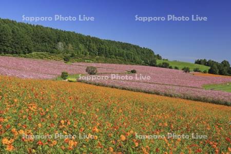 太陽の丘えんがる公園虹の広場コスモス園