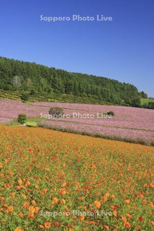 太陽の丘えんがる公園虹の広場コスモス園