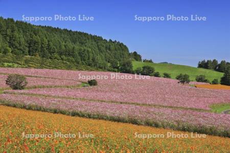 太陽の丘えんがる公園虹の広場コスモス園
