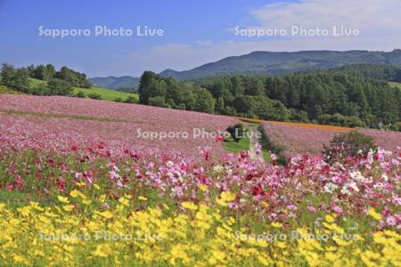 太陽の丘えんがる公園虹の広場コスモス園