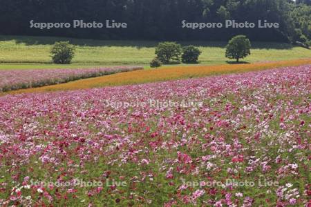 太陽の丘えんがる公園虹の広場コスモス園