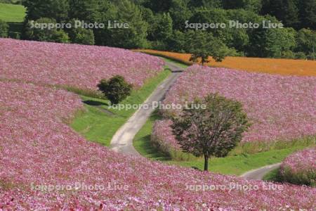 太陽の丘えんがる公園虹の広場コスモス園