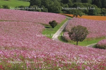 太陽の丘えんがる公園虹の広場コスモス園