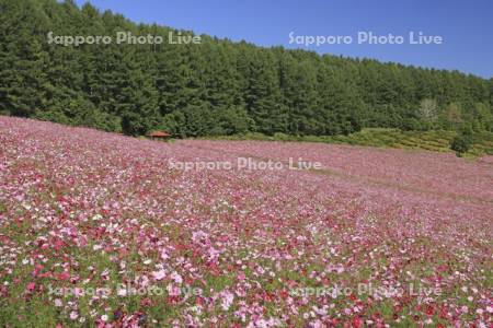 太陽の丘えんがる公園虹の広場コスモス園
