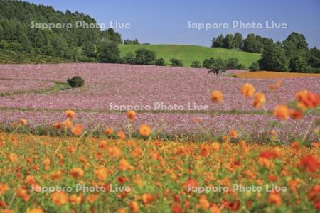 太陽の丘えんがる公園虹の広場コスモス園