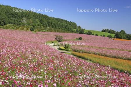 太陽の丘えんがる公園虹の広場コスモス園