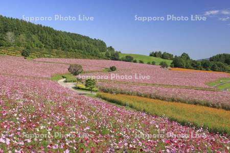 太陽の丘えんがる公園虹の広場コスモス園