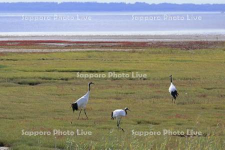 能取湖のサンゴソウとタンチョウ