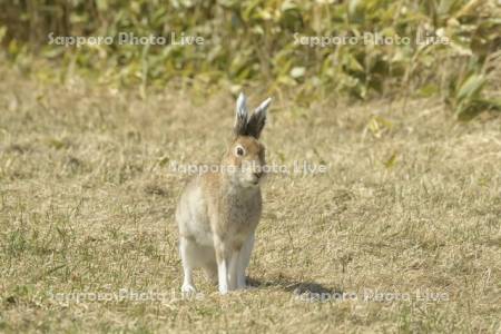 エゾユキウサギ