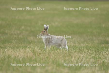 エゾユキウサギ