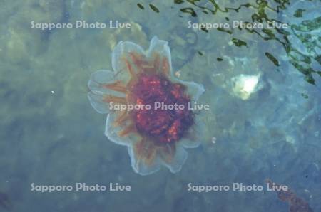 キタユウレイクラゲ