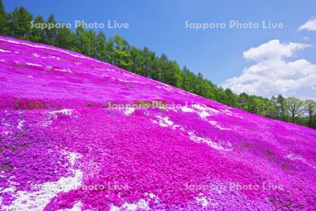 東藻琴芝桜公園